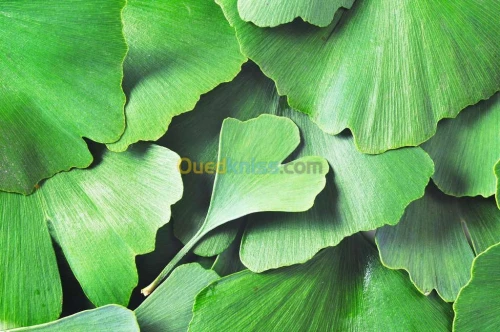 Arbres Ginkgo Biloba
