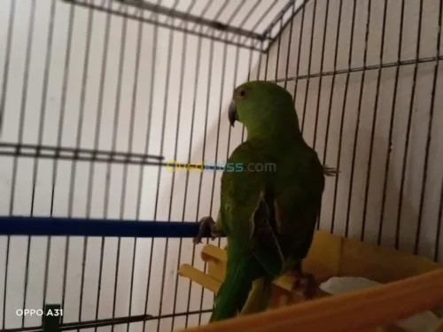 Femel puruch a colier calm 3a9la 