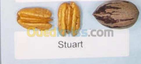 Noix de Pécan Stuart 