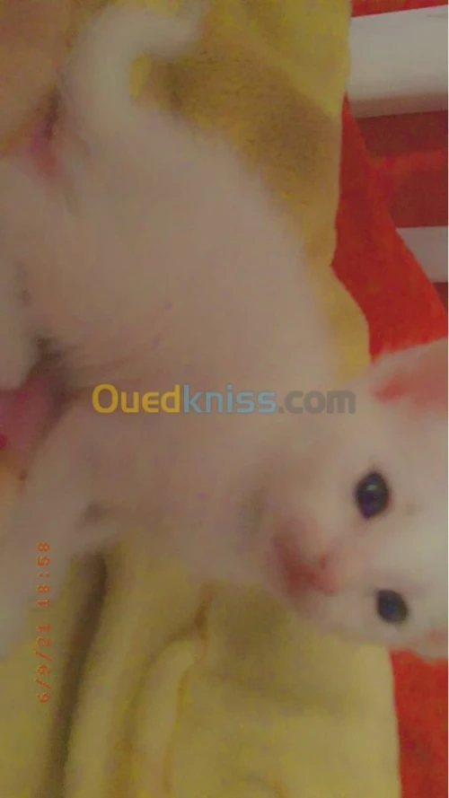  chatons Alger 