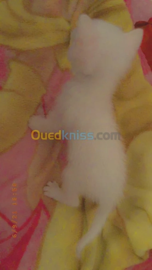  chatons Alger 