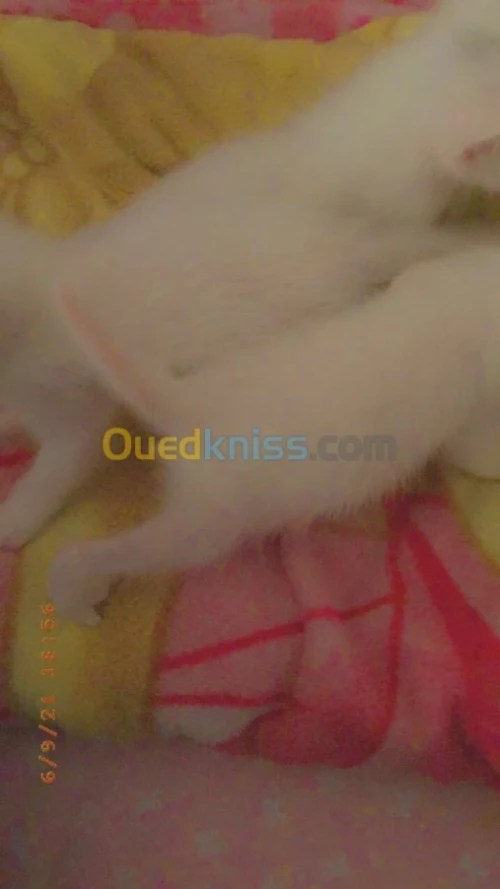  chatons Alger 