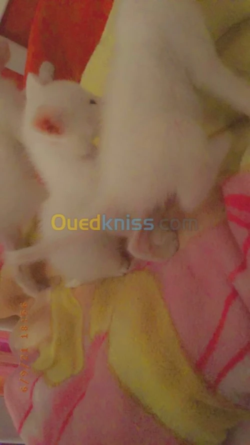  chatons Alger 