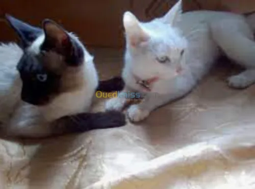  chatons Alger 
