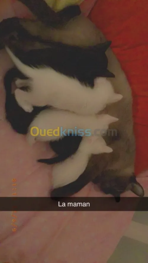  chatons Alger 