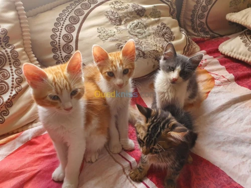 4 chats pour adoption 