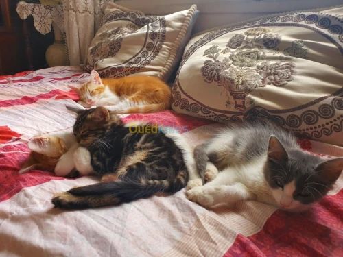 4 chats pour adoption 