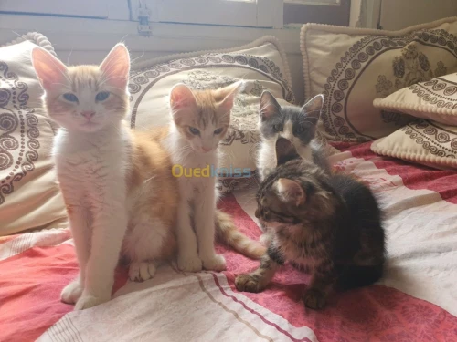 4 chats pour adoption 