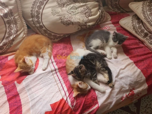 4 chats pour adoption 