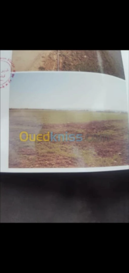 Vente Terrain Agricole Mascara Matemore