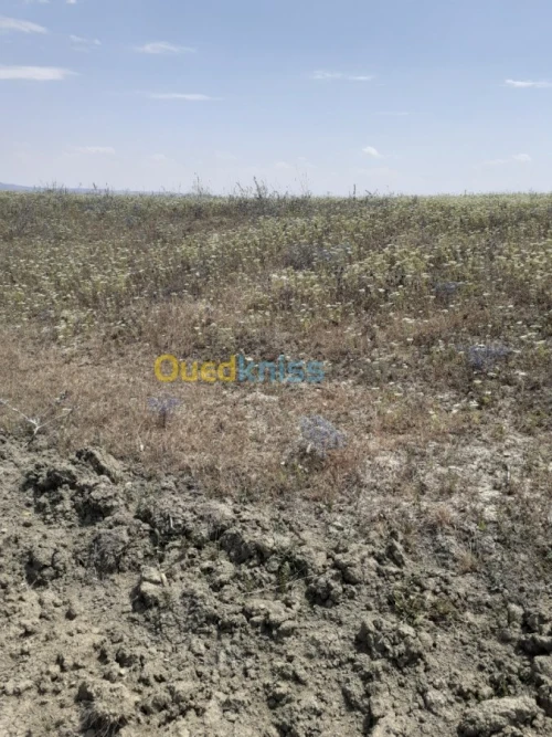 Vente Terrain Ain defla Hammam righa