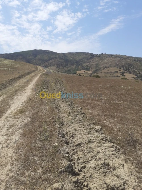 Vente Terrain Ain defla Hammam righa