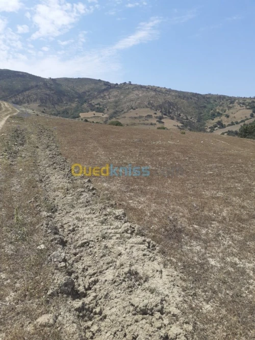 Vente Terrain Ain defla Hammam righa