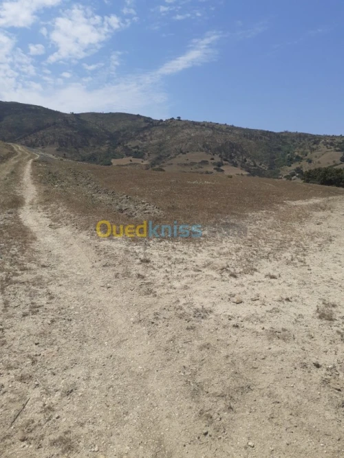 Vente Terrain Ain defla Hammam righa