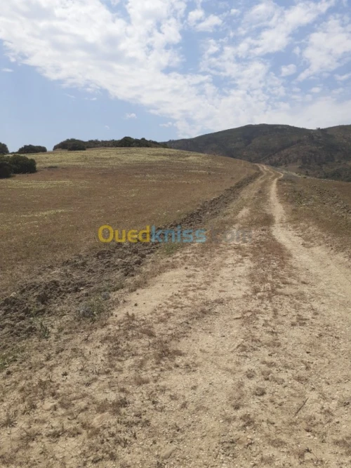 Vente Terrain Ain defla Hammam righa