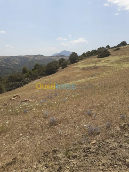 Vente Terrain Ain defla Hammam righa