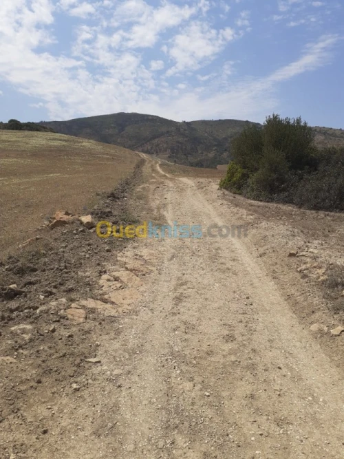 Vente Terrain Ain defla Hammam righa