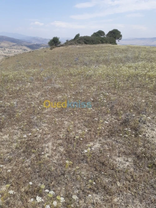 Vente Terrain Ain defla Hammam righa