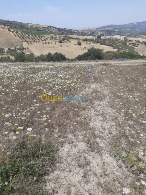 Vente Terrain Ain defla Hammam righa