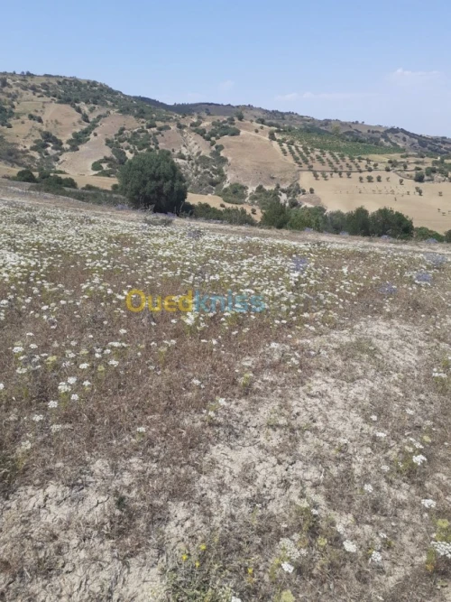 Vente Terrain Ain defla Hammam righa