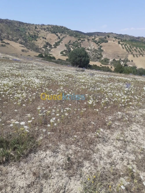 Vente Terrain Ain defla Hammam righa