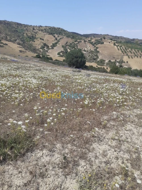 Vente Terrain Ain defla Hammam righa