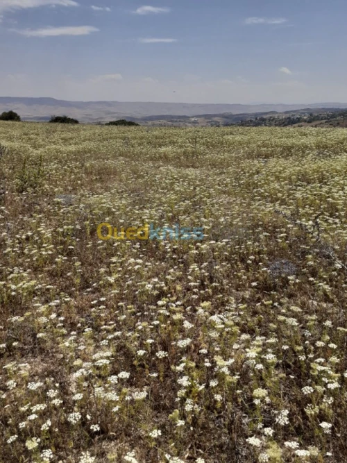 Vente Terrain Ain defla Hammam righa