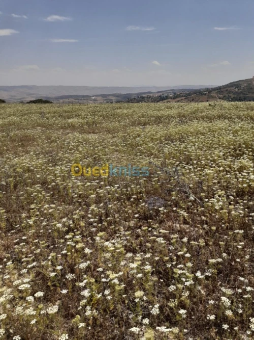 Vente Terrain Ain defla Hammam righa