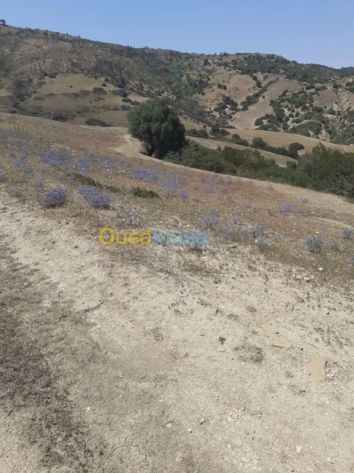 Vente Terrain Ain defla Hammam righa