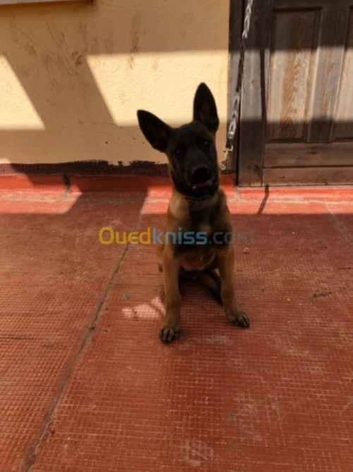 malinois  charbonné masque noir