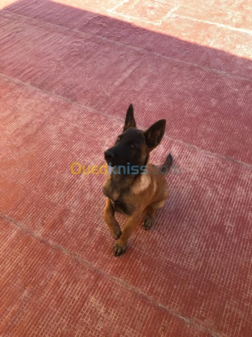 malinois  charbonné masque noir