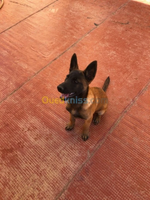 malinois  charbonné masque noir