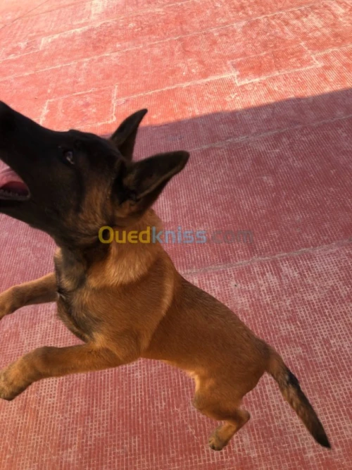 malinois  charbonné masque noir