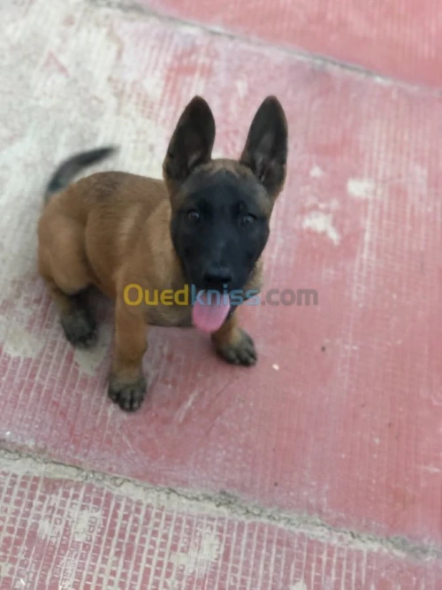 malinois  charbonné masque noir