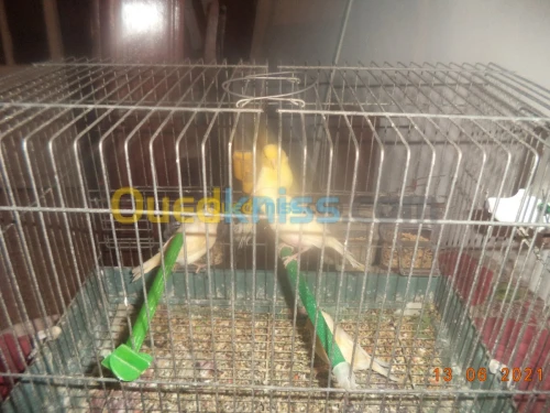 canari yeux rouge+froukha  yeux rouge