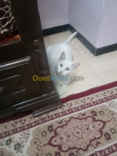 قط الانجورا ذكر 