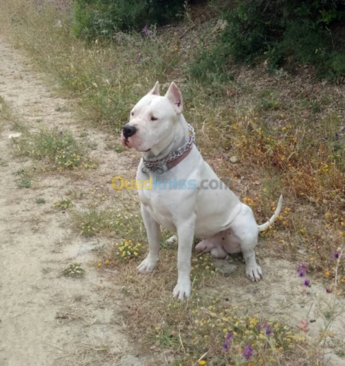 Dogue argentin 