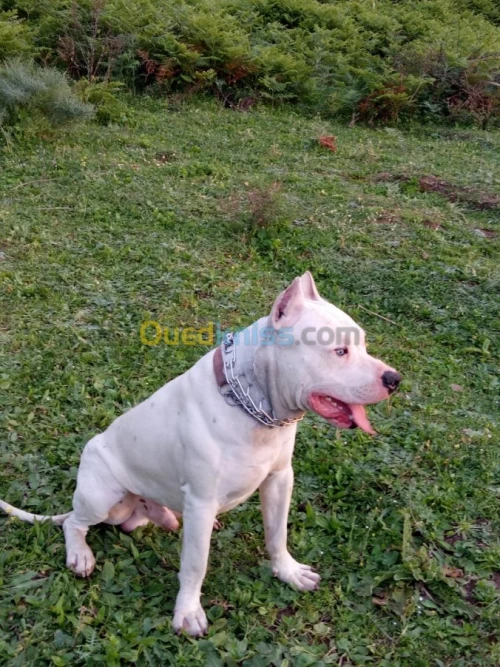 Dogue argentin 