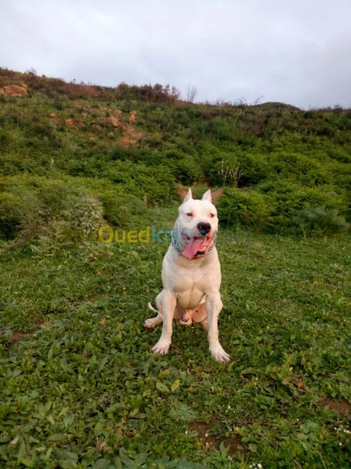 Dogue argentin 