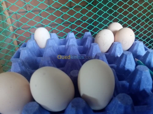 Poule et oeufs 