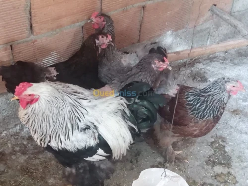 Poule et oeufs 