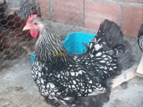 Poule et oeufs 