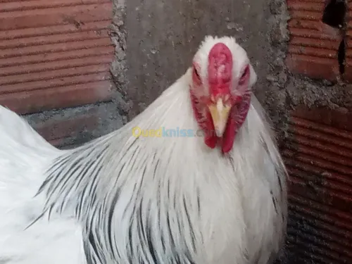 Poule et oeufs 