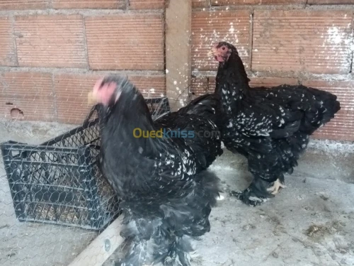 Poules et oeufs