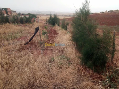 Vente Terrain Chlef El karimia