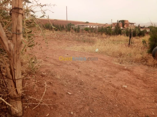 Vente Terrain Chlef El karimia