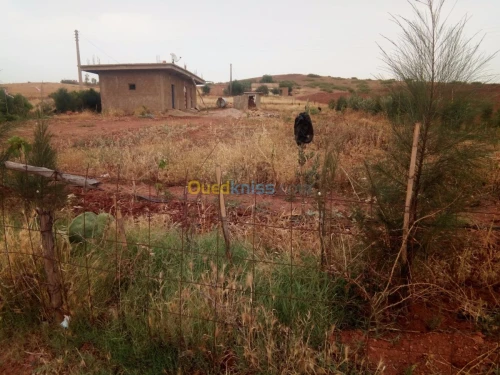Vente Terrain Chlef El karimia