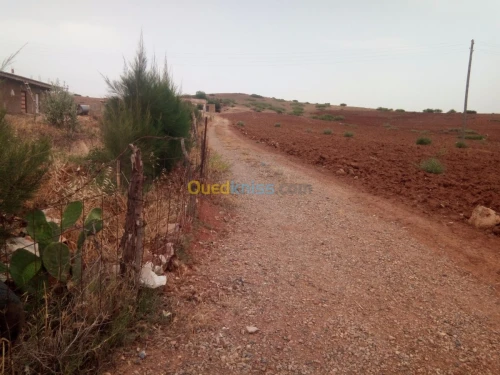 Vente Terrain Chlef El karimia