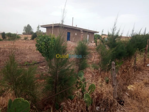Vente Terrain Chlef El karimia