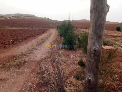 Vente Terrain Chlef El karimia